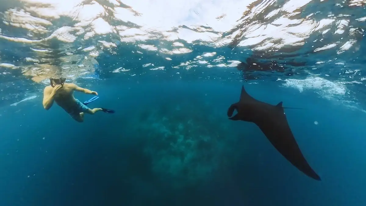Komodo Day Trip: Mantas, Dragons and Padar Island